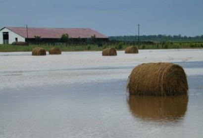 Rains, Wet Conditions Delay Hay Producers